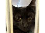 Adopt Puma a Domestic Short Hair
