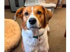 Adopt Sammy a Collie