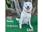 Adopt Liv a Husky