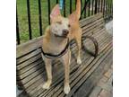 Adopt Lunastra a Shepherd, Bull Terrier