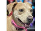 Adopt Gracie a Labrador Retriever