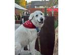 Adopt Tabitha a Great Pyrenees