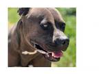 Adopt Athena (23D-0102) a Boxer, Terrier