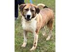 Adopt Tammy (21D-0752) a Plott Hound, Terrier