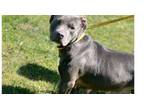Adopt Hailey (21D-0897) a Pit Bull Terrier