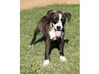 Adopt Jewell 23D-0351 a Mixed Breed