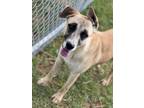 Adopt Little Z (21D-0950) a Mountain Cur