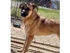 Adopt Begonia (21D-0720) a Terrier