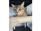 Adopt Pepper a Domestic Short Hair