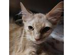 Adopt Nebula a Domestic Short Hair
