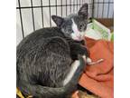 Adopt Rayne a Domestic Short Hair