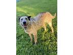 Adopt Cookie a Australian Cattle Dog / Blue Heeler, Mixed Breed