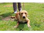 Adopt Honey Dew a Labrador Retriever, Mixed Breed