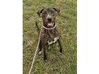 Adopt Frannie a Plott Hound, Mixed Breed