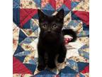 Adopt Cinnamon a Domestic Short Hair