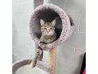 Adopt Krystal a Domestic Short Hair