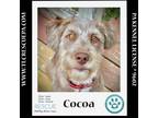 Adopt Cocoa 060824 a Poodle, Mixed Breed
