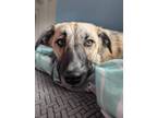Adopt Falafel a Border Collie