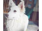 Adopt Whimsy a Border Collie