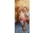 Adopt Bella Brownie a Weimaraner