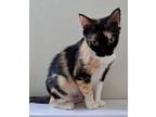 Adopt Vita a Maine Coon, Calico