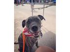 Adopt Tamar (nka Tessie) a Terrier, Mixed Breed