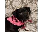 Adopt Athena TS a Dachshund