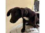 Adopt Sadie a Black Labrador Retriever