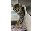 Adopt Silver Lady a Domestic Short Hair