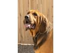 Adopt Ziva a Bloodhound