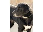 Adopt Hazel a Labrador Retriever