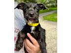Adopt Sally a Schnauzer, Dachshund