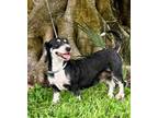 Adopt Peppermint Patti a Petit Basset Griffon Vendeen, Dachshund