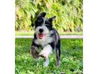 Adopt Lucy a Wire Fox Terrier