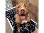 Adopt Temptress a Pit Bull Terrier, Cane Corso