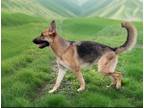 Adopt Mia a German Shepherd Dog