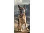 Adopt Sasha a German Shepherd Dog