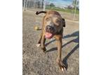 Adopt Vera a Labrador Retriever, Terrier