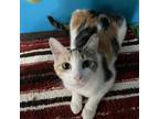 Adopt Patches a Domestic Short Hair