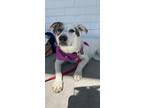 Adopt Violette de Bordeaux a Cattle Dog, Australian Cattle Dog / Blue Heeler