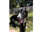 Adopt Roo a Border Collie