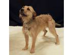 Adopt Lilly a Wirehaired Terrier