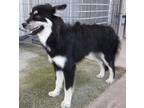 Adopt Gemma a Collie
