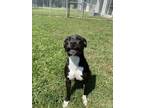 Adopt Baby Girl a Mixed Breed