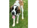Adopt Reba $600 (Application Pending) a Saint Bernard