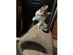 Adopt Leslies Dot a Domestic Short Hair