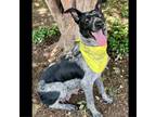 Adopt Zoey 24-05-171 a Australian Cattle Dog / Blue Heeler, Border Collie