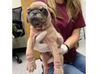 Adopt Fawn 24-06-019 a Pug
