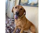 Adopt Abby a Labrador Retriever