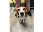 Adopt Emma a Beagle, Mixed Breed
